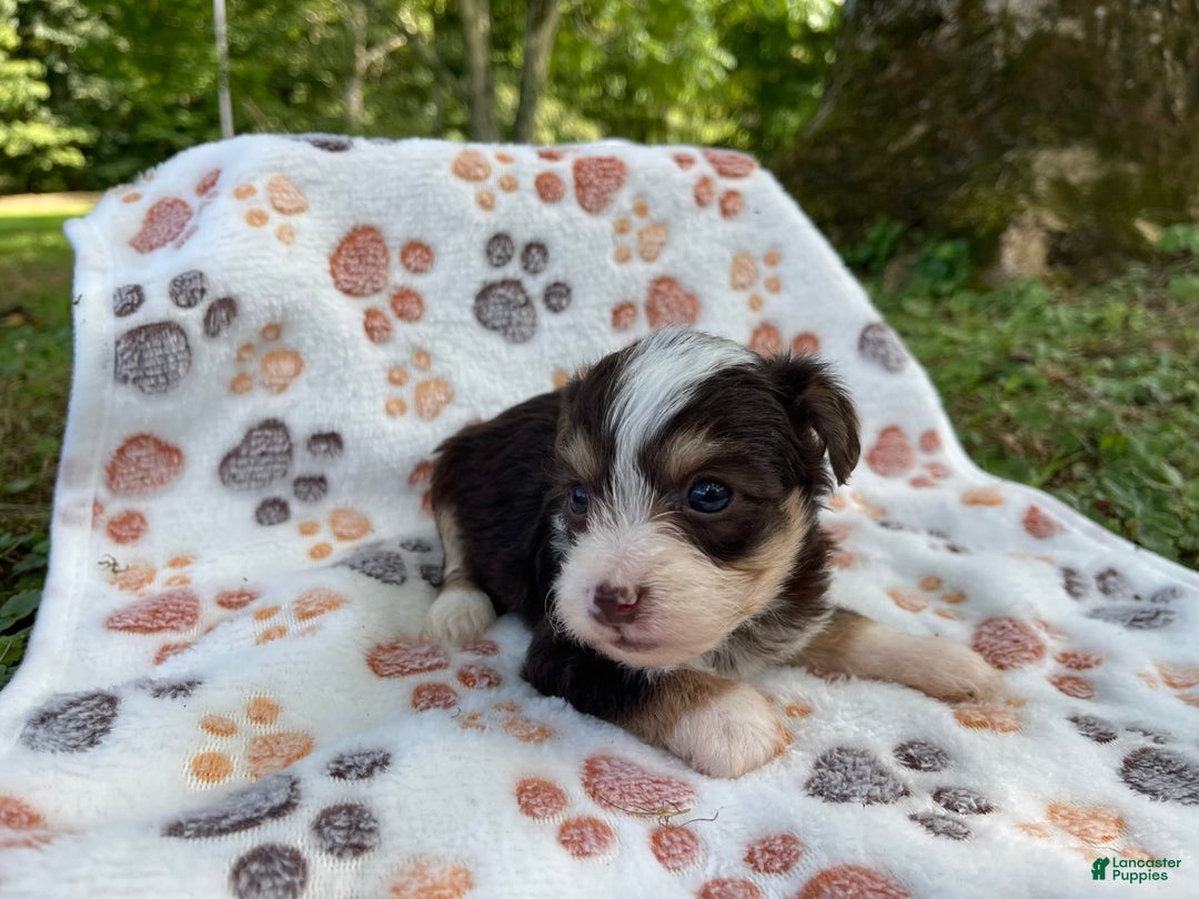 Yorkiepoo dogs for sale: Ranger - Image 4
