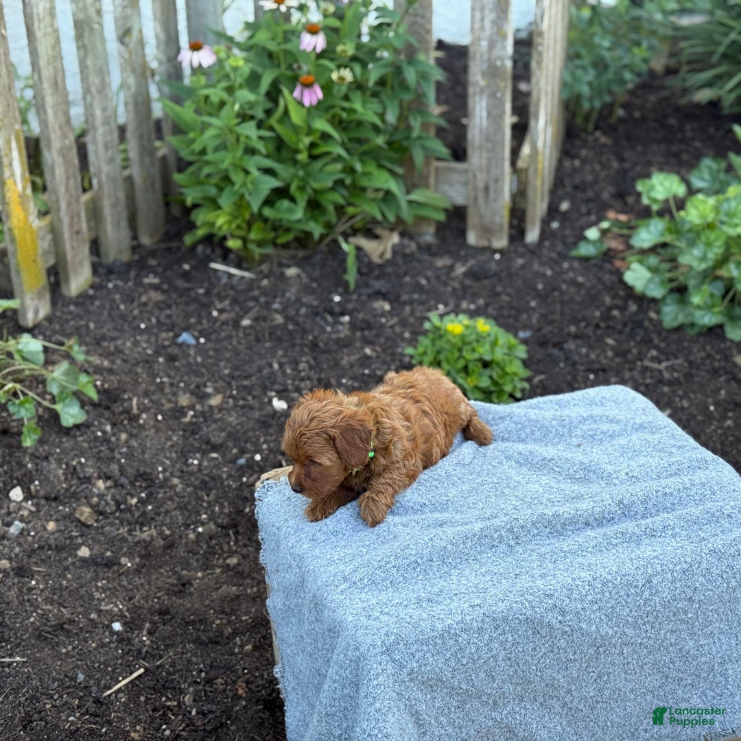 Toy Poodle dogs for sale: Jinger - Image 2