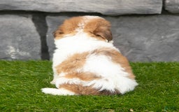 Havanese dogs for sale: Carly - Image 4