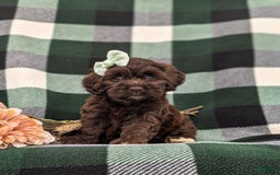 Cockapoo dogs for sale: Kylee - Image 2
