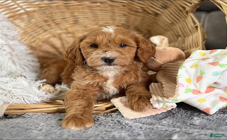 Mini Goldendoodle dogs for sale - Ad 3