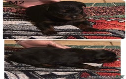 Rottweiler dogs for sale: M2 - Image 1