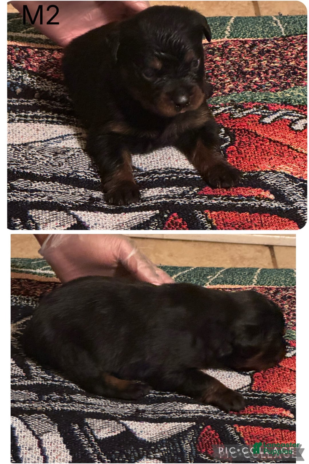 Rottweiler dogs for sale: M2 - Image 1