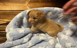 Mini Aussiedoodle dogs for sale: Caramel - Image 1