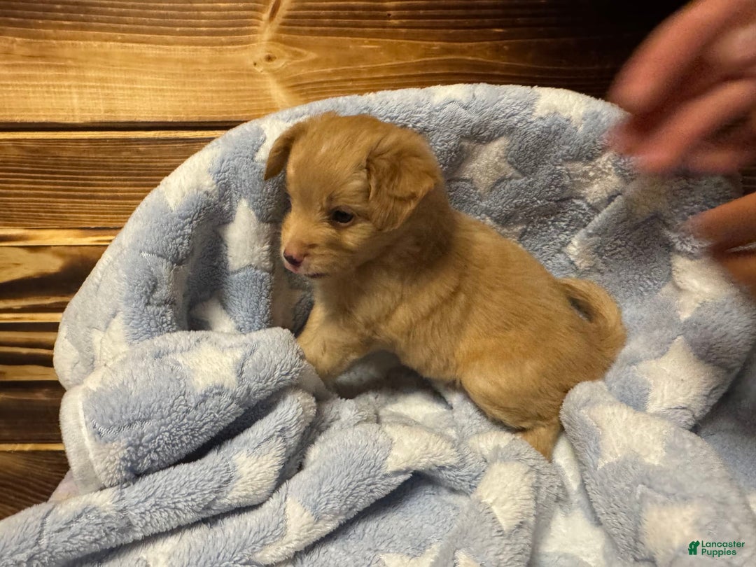 Mini Aussiedoodle dogs for sale: Caramel - Image 1