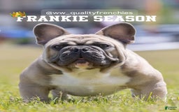 French Bulldog dogs for sale: Frank White - Image 2