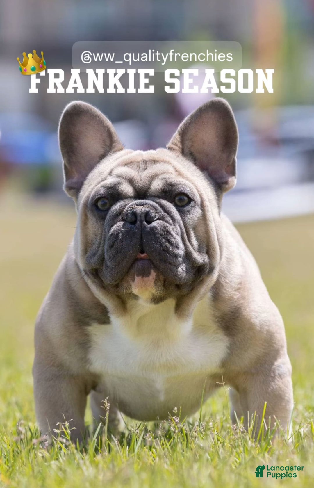 French Bulldog dogs for sale: Frank White - Image 2