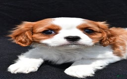 Cavalier King Charles Spaniel dogs for sale: Jethro - Image 6