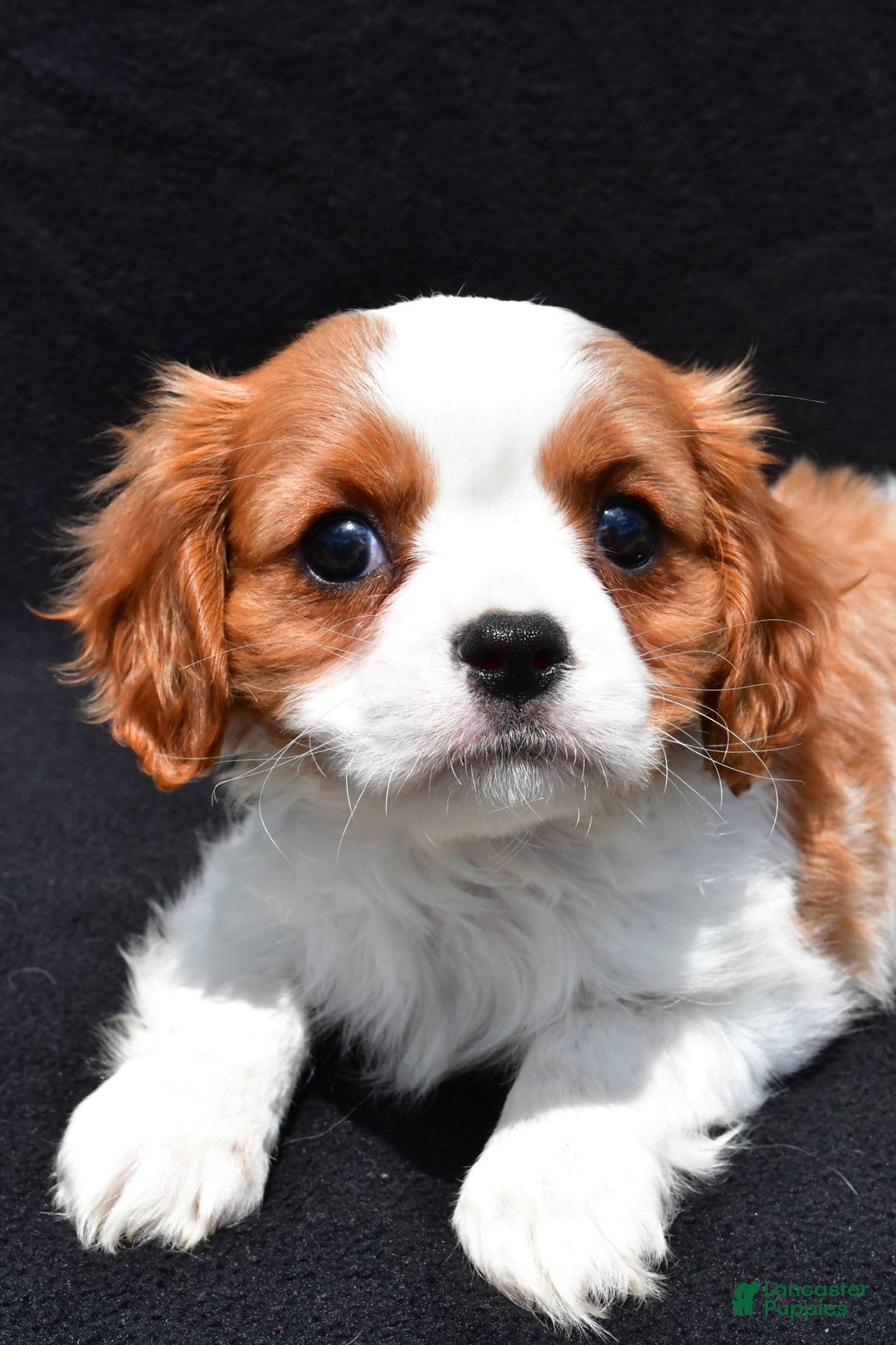 Cavalier King Charles Spaniel dogs for sale: Jethro - Image 6
