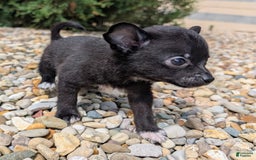 Pomchi dogs for sale: Batty - Image 3
