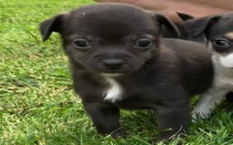 Chihuahua dogs for sale: Django - Image 4