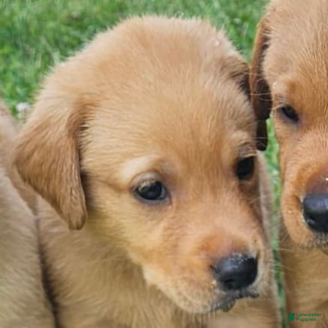 Labrador Retriever dogs for sale: Timmy - Image 1