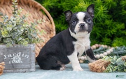Boston Terrier dogs for sale: Denny - Image 3