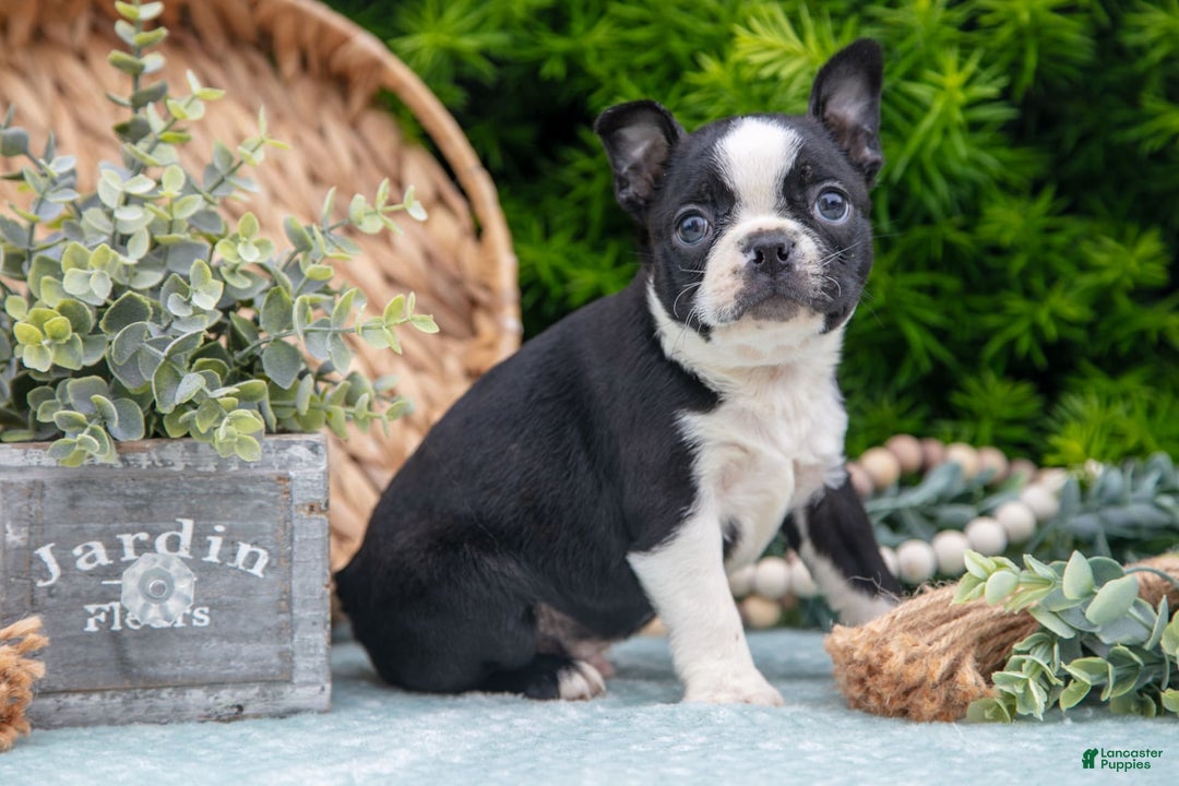 Boston Terrier dogs for sale: Denny - Image 3