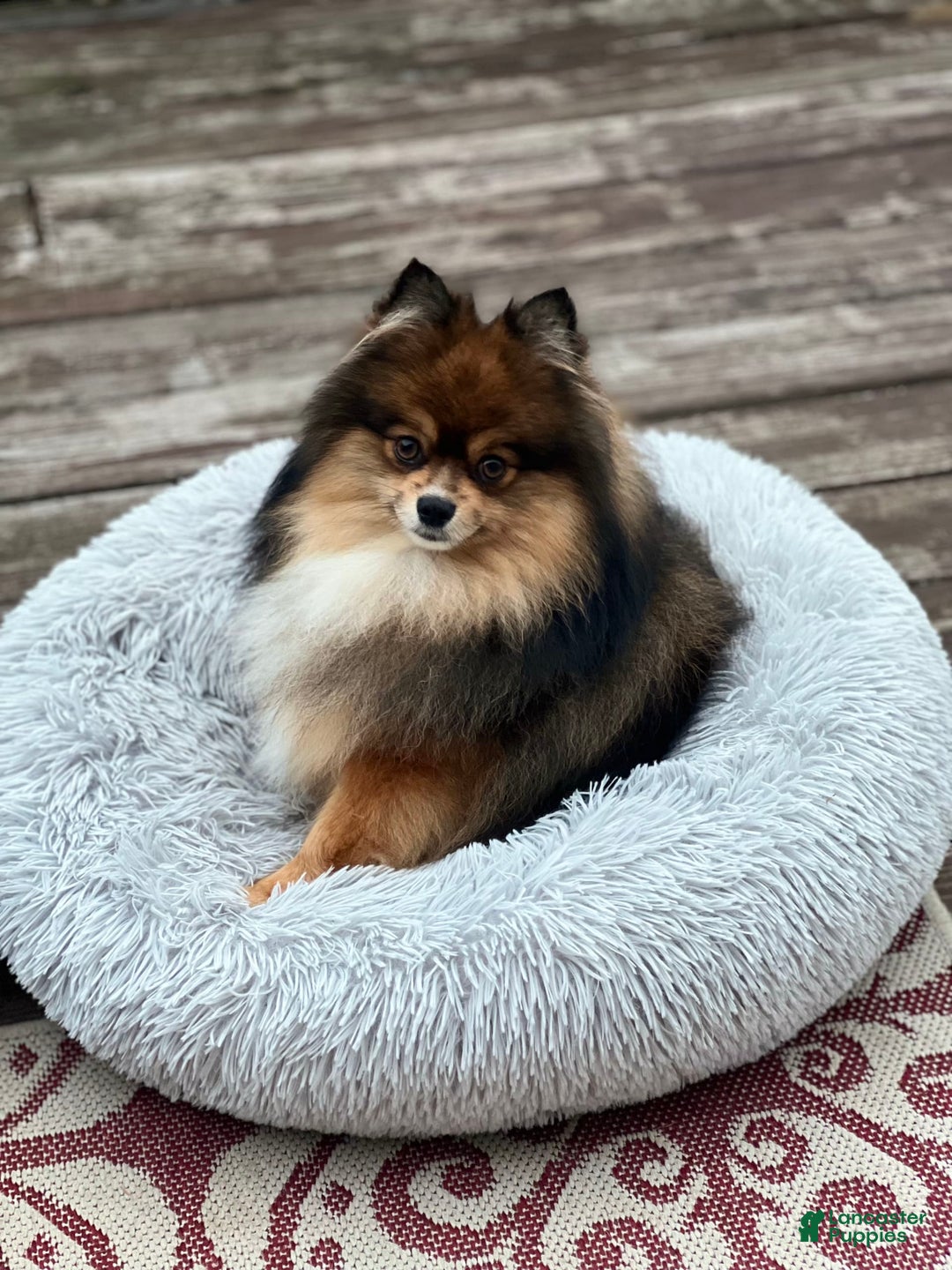 Pomeranian dogs for sale: Mocha - Image 11