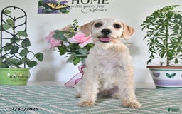 Schnoodle dogs for sale: Stacy - Image 9