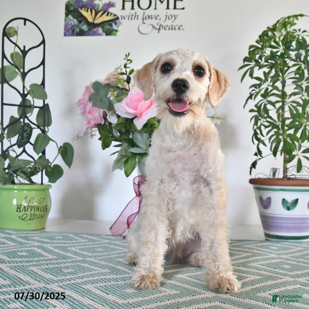 Schnoodle dogs for sale: Stacy - Image 9