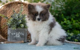 Pomeranian dogs for sale: Harley - Image 3