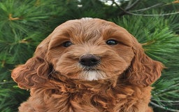 Mini Goldendoodle dogs for sale: Daisy - Image 15
