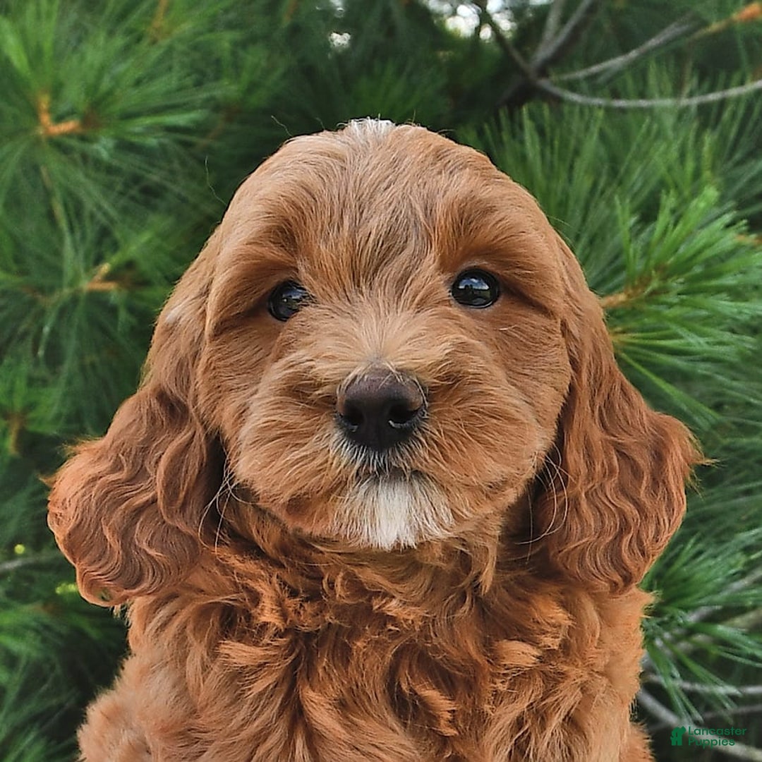 Mini Goldendoodle dogs for sale: Daisy - Image 15