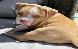 American Bully dogs for sale: Bella - Image 6