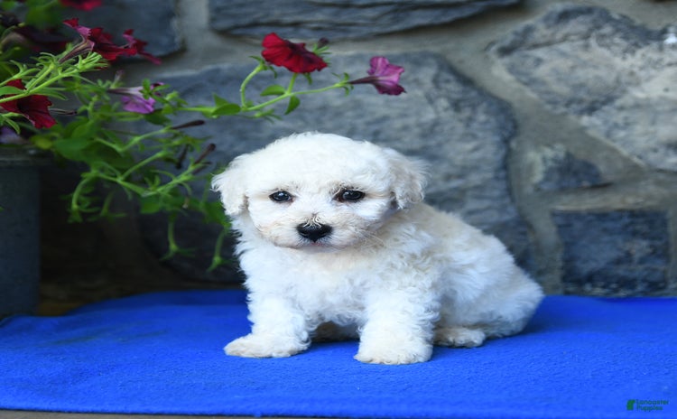 Bichon Frise dogs - Advert 23