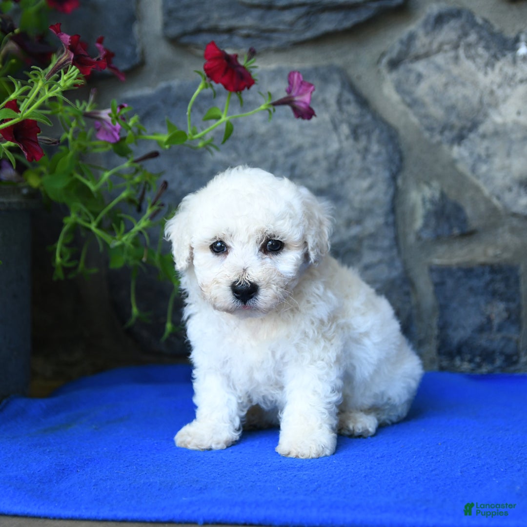 Bichon Frise dogs for sale: Tyler - Image 4