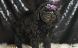 Mini Goldendoodle dogs for sale: Smiles - Image 3