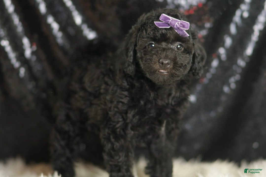 Mini Goldendoodle dogs for sale: Smiles - Image 3