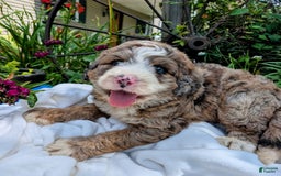 Bernedoodle dogs for sale: Dolly - Image 2