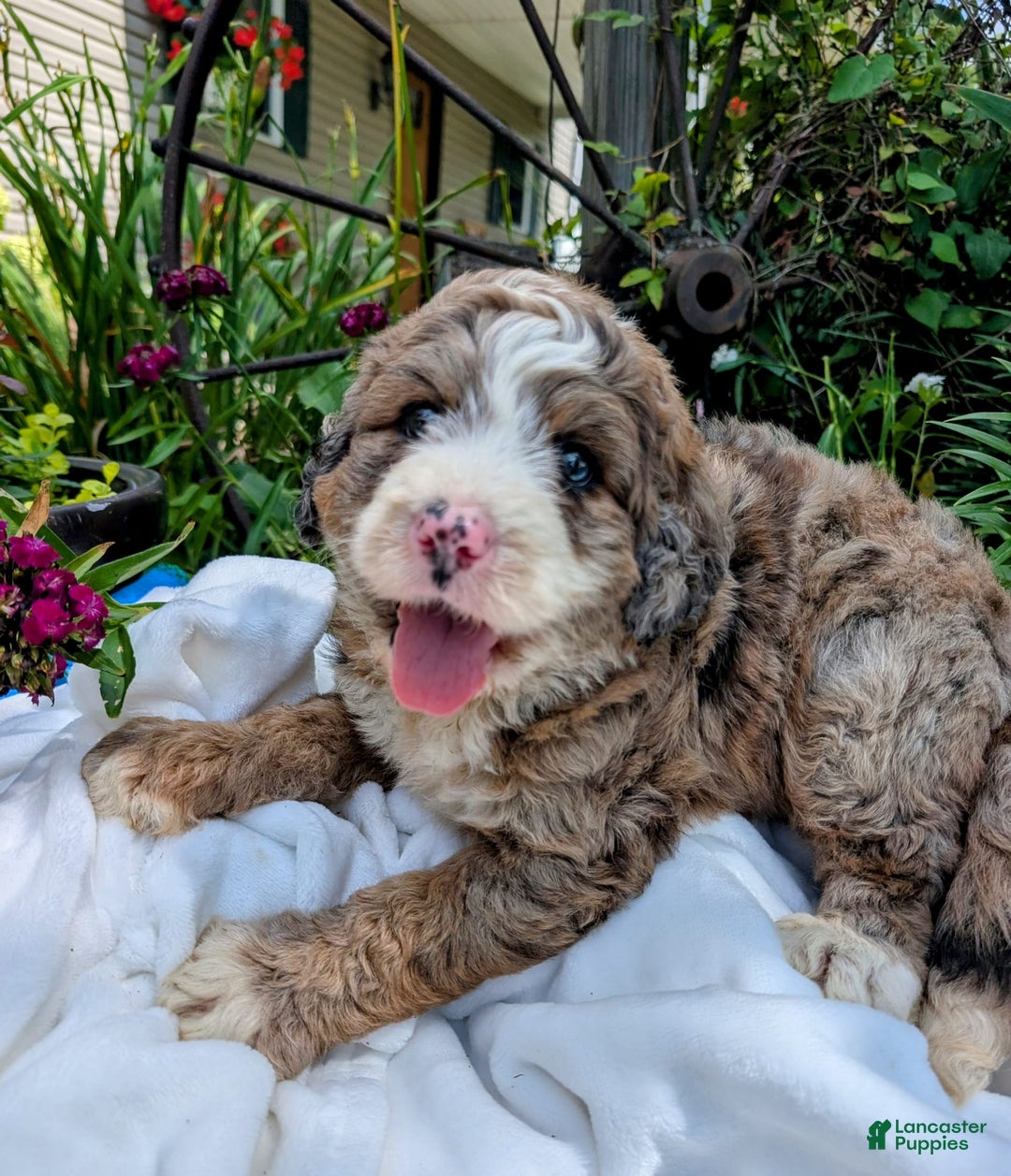 Bernedoodle dogs for sale: Dolly - Image 2