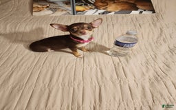 Chihuahua dogs for sale: Toy Bella - Image 13