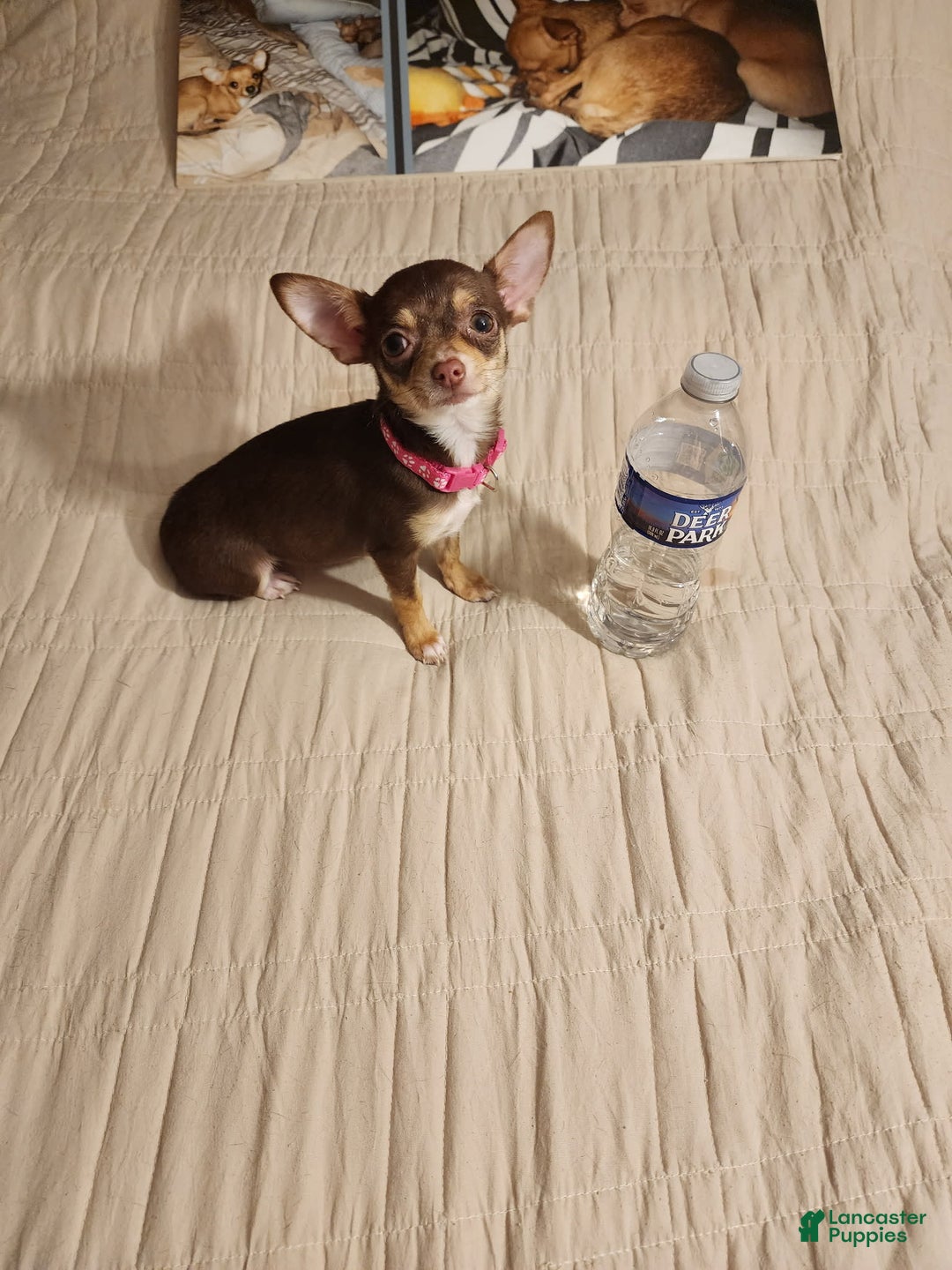Chihuahua dogs for sale: Toy Bella - Image 13
