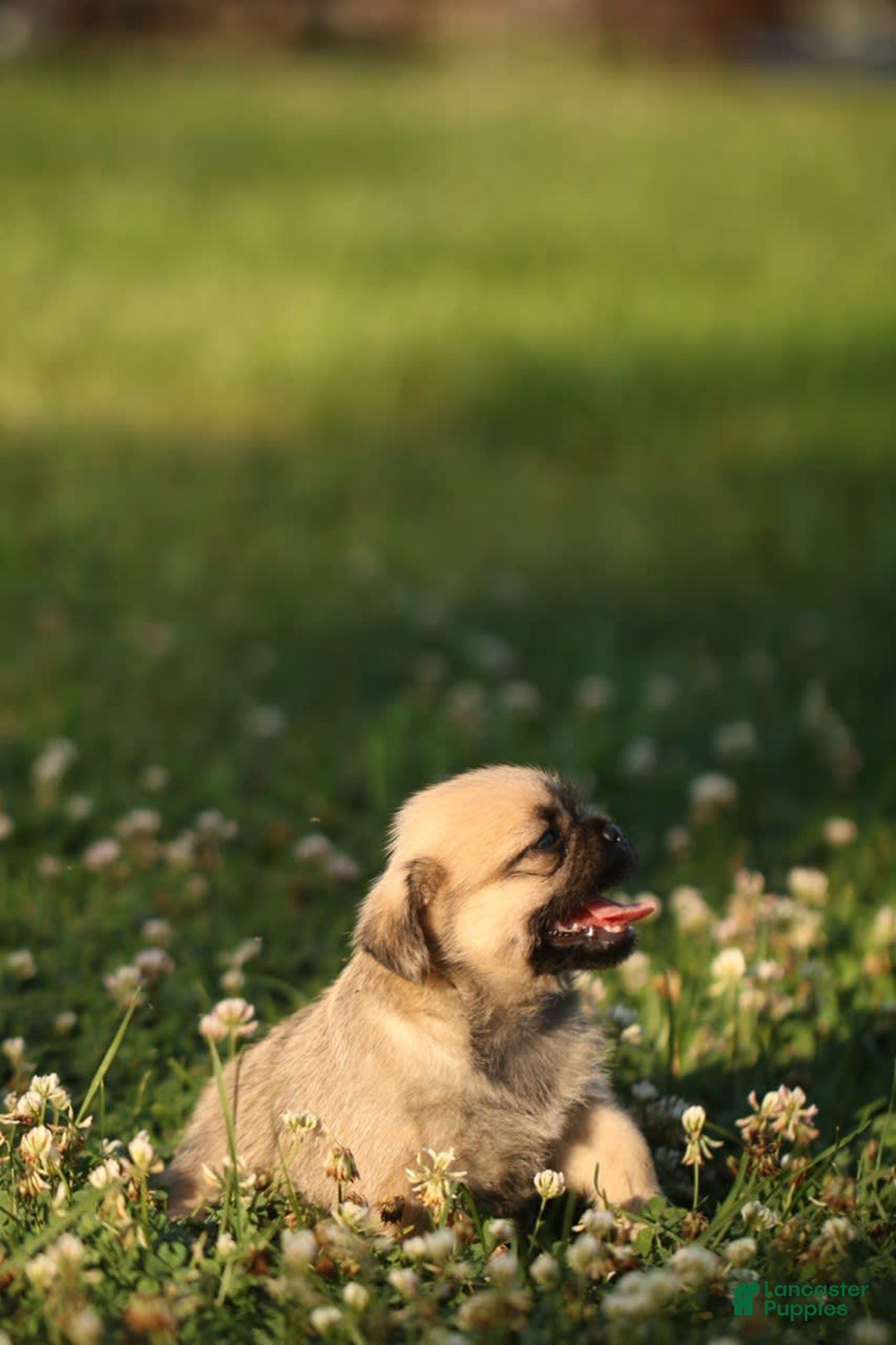 Shih Tzu dogs for sale: Lily - Image 4