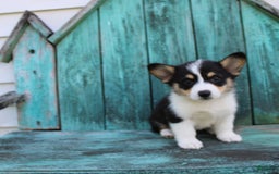 Welsh Corgi Pembroke dogs for sale: Lucky - Image 19