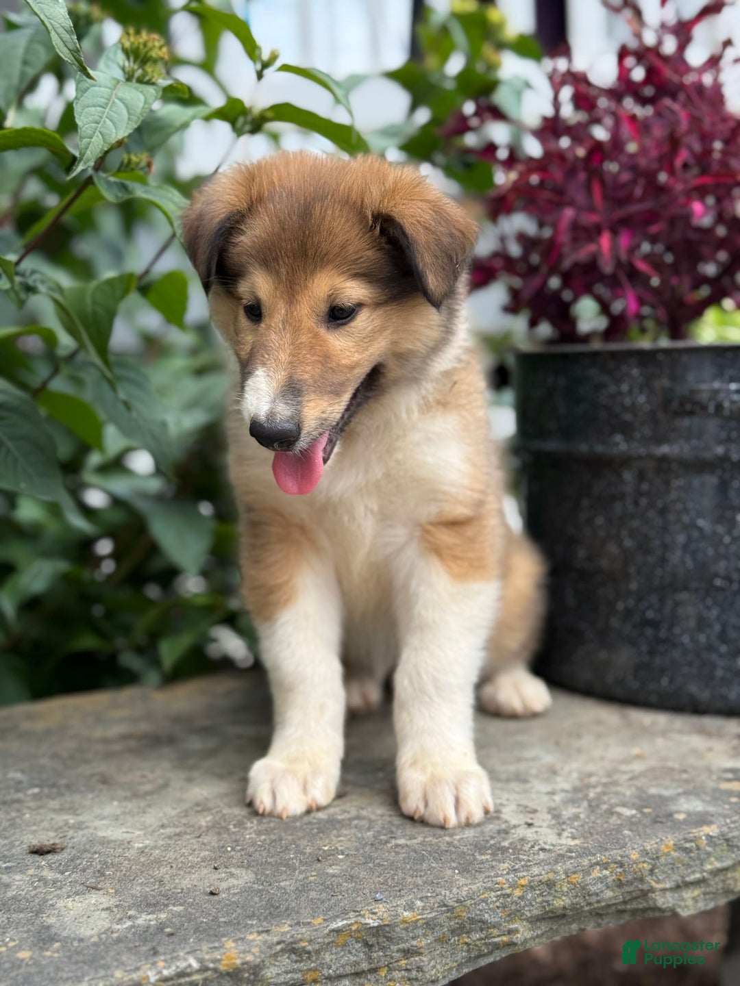 Collie dogs for sale: Aster - Image 6
