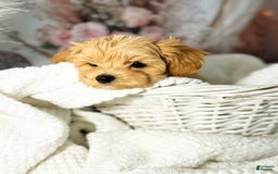 Maltipoo dogs for sale: Dark Pink Collar - Image 10