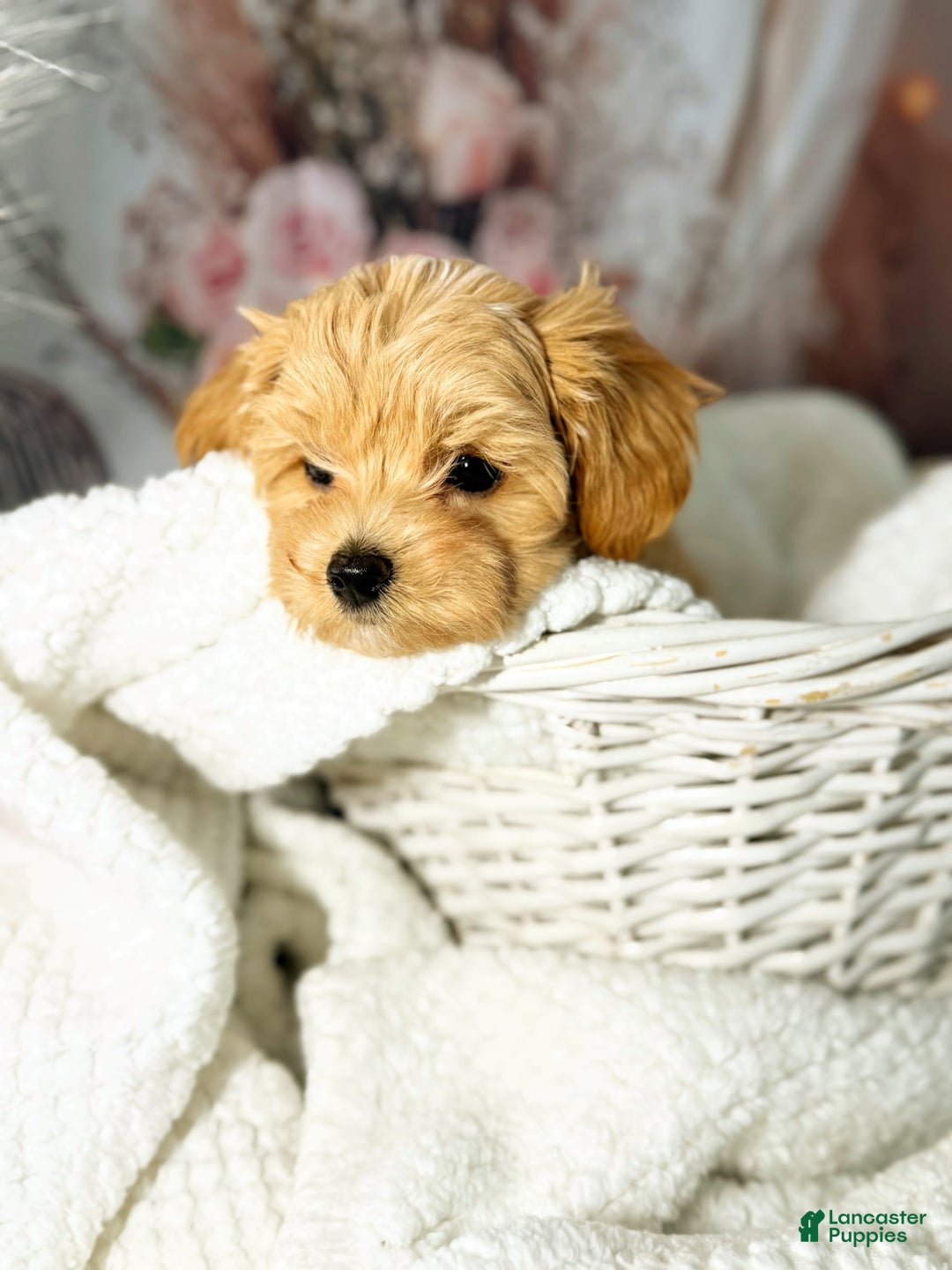 Maltipoo dogs for sale: Dark Pink Collar - Image 10