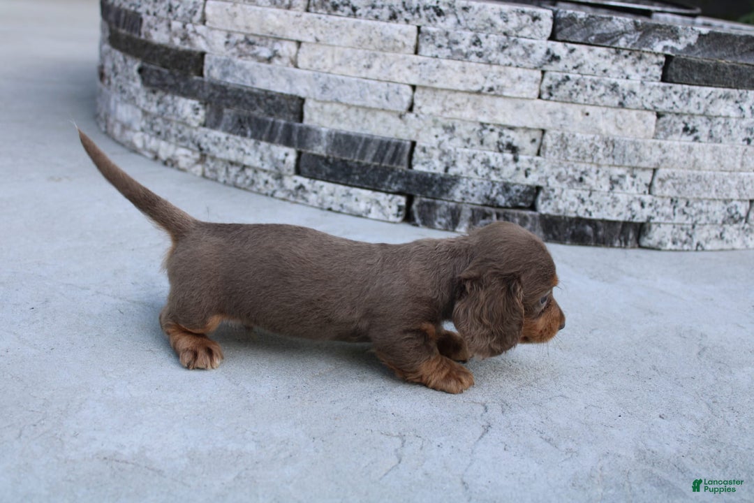 Miniature Dachshund dogs for sale: Bingo - Image 13