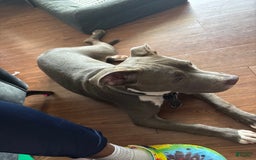 American Pit Bull Terrier dogs for sale: Blu - Image 1