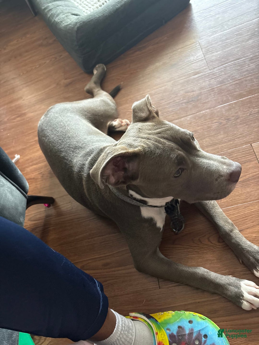 American Pit Bull Terrier dogs for sale: Blu - Image 1