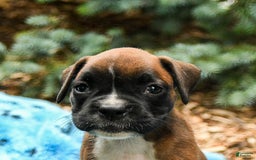 Boxer dogs for sale: Holly - Image 3