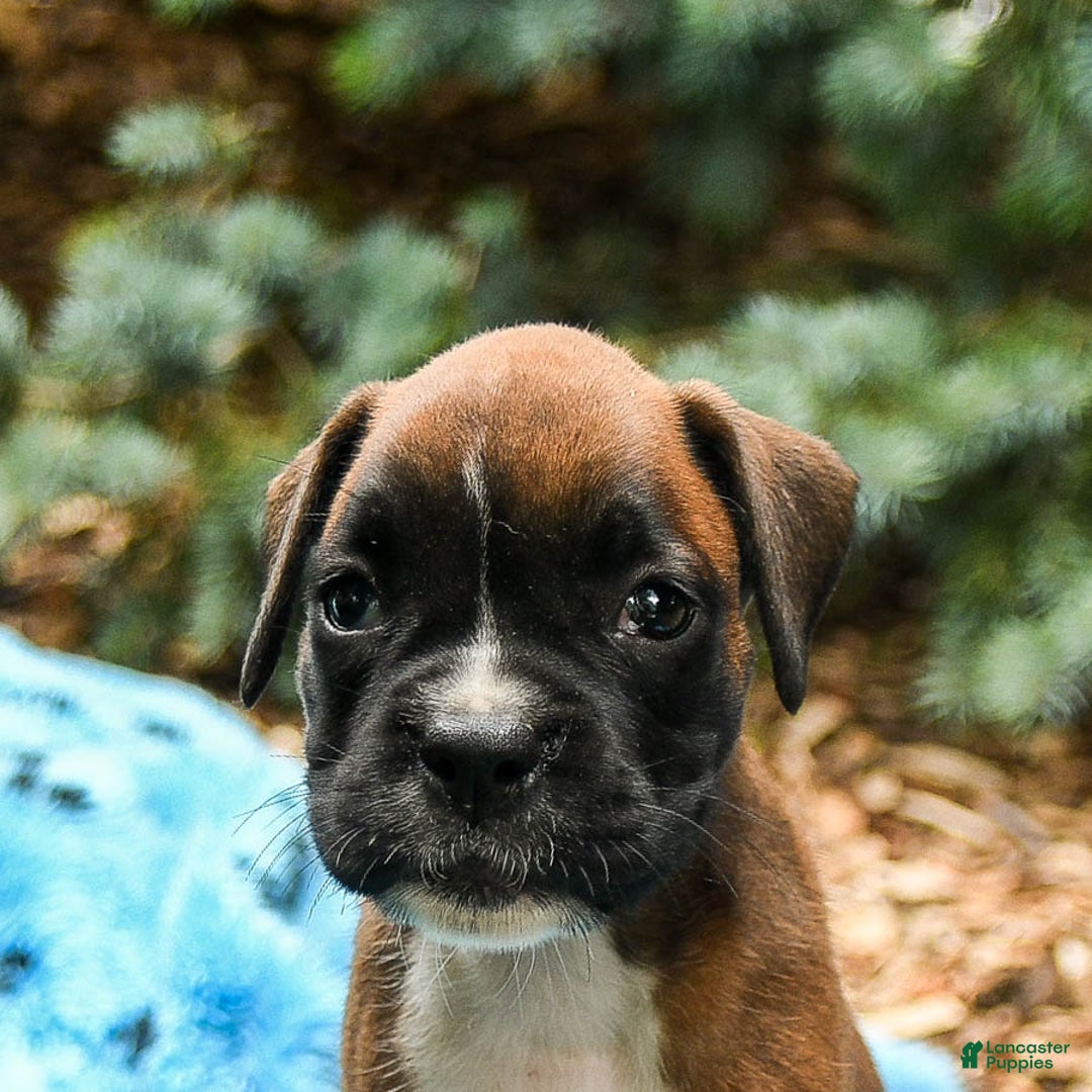 Boxer dogs for sale: Holly - Image 3
