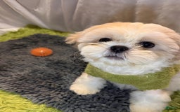 Shih Tzu dogs for sale: Maverick - Image 5