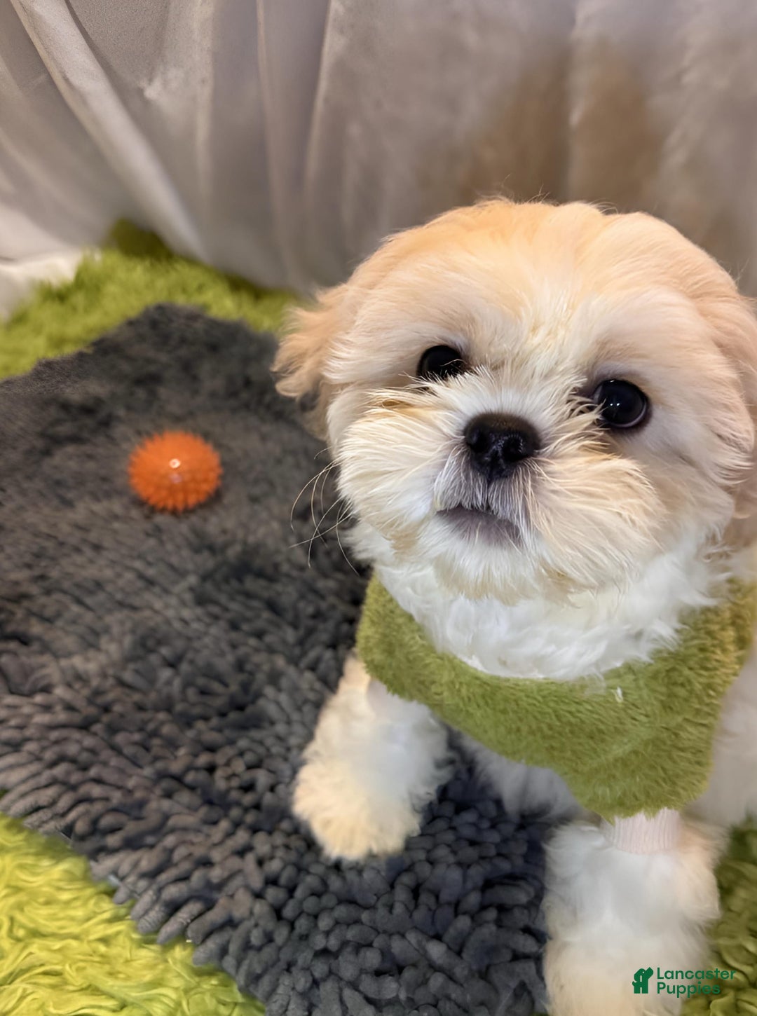 Shih Tzu dogs for sale: Maverick - Image 5