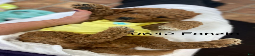 Fozzie