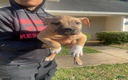 American Bully dogs for sale: Dash - Image 2