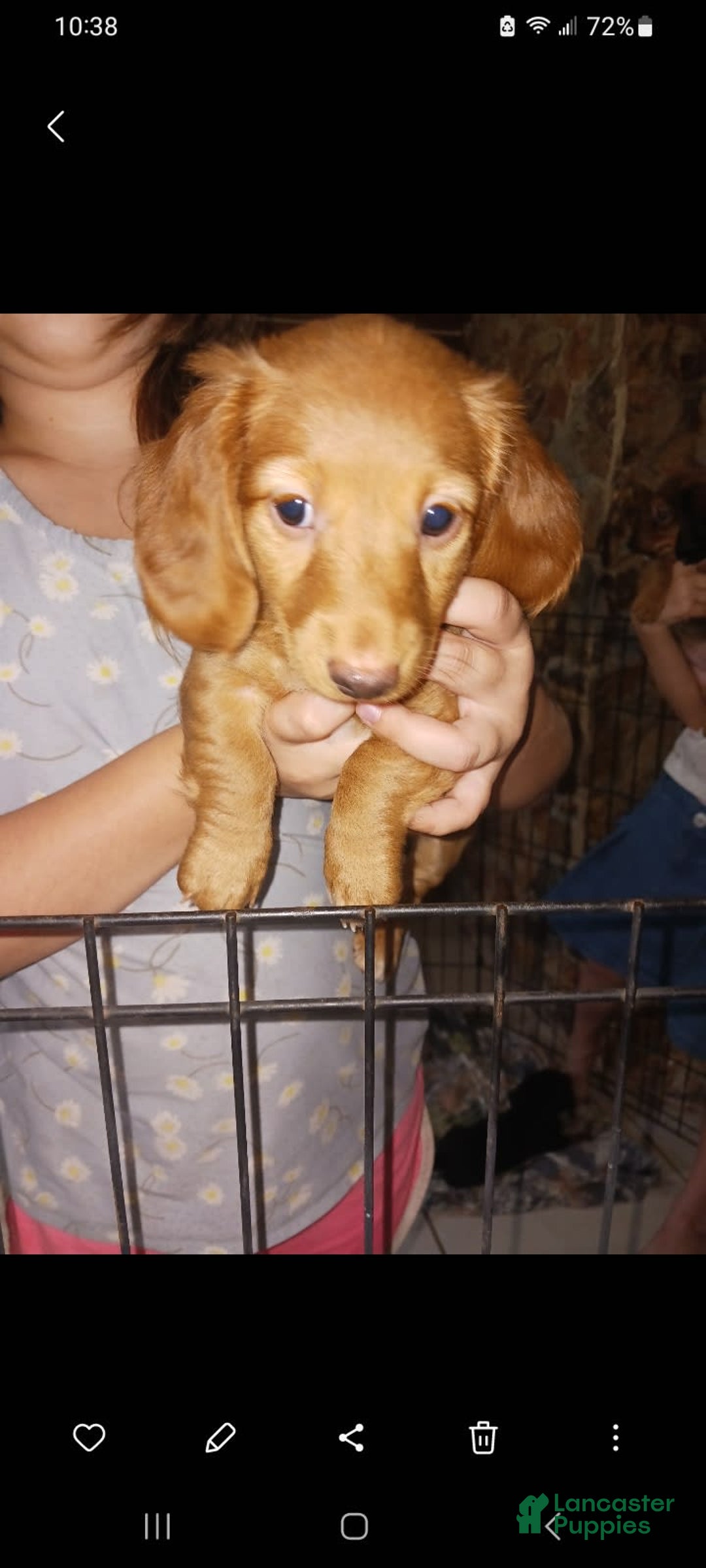 Dachshund dogs for sale: Male - Image 8