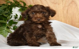 Yorkiepoo dogs for sale: Tanner - Image 1