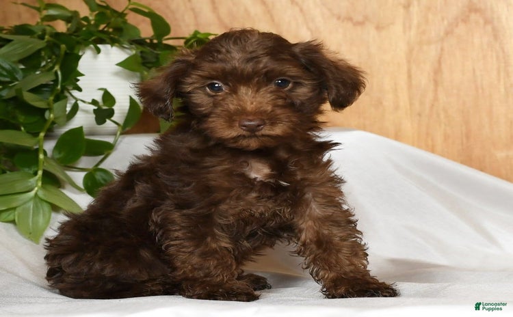 Yorkiepoo dogs for sale - Ad 5